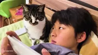 When Cats Forget They're Cats! 😂 (Funny Human-Like Cat Moments)