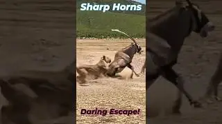 Gemsbok Makes a Daring Escape!#shorts #gemsbok #lions #attack #animals