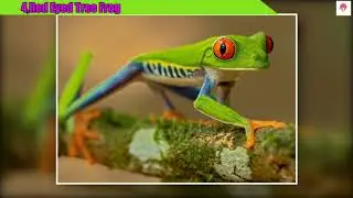 Most Beautiful and Deadly Frog in The World