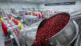 Inside a Modern Cherry Factory &ndash; From Harvest to Finished Products (Full Process)