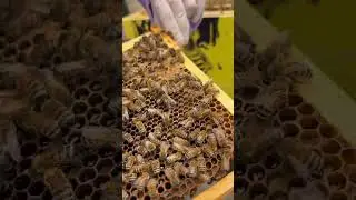 Part 11 of 26. Bee bread and eggs. #bee #beekeeping #honey