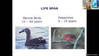 Sea & Shore Birds by Mike Graybill for Shoreline Education for Awareness(SEA)  January17, 2026