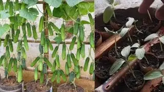 How To Grow Cucumber Organic At Home သခွားသီးစိုက်ပျိုးနည်း Grow Cucumber Using Plastic Containers