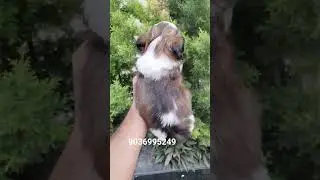 Top Quality Shitzu puppies sale 9036995249 Bengaluru Jai D boss #pets #shihtzu #smallbreed longhairs