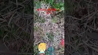 ほうれん草の根っこ切り