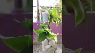 How to grow Callisia fragrans plant in water? Basket plant pani me kese lgaye? #callisiafragrans