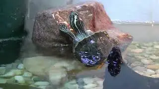 Gringa - Pseudemys Concinna Hieroglyphica Baby Turtle