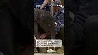 Adorable Asian Elephant Born at Washington&rsquo;s National Zoo