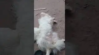 #petsdog #petsdog #pets #funnypets #dogshorts #chiwawa #funnyanimals #