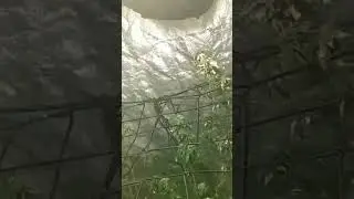 #garden #growyourchannel #cannabiseducation #420 #plants #ac #lifestyle #art #legalmarijuana