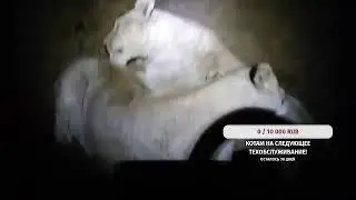 стрим