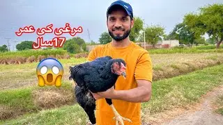 Hen&rsquo;s age is 17+😱|Chicken Jinjar Recipe|Ansari Food Point|Adeel Mushtaq
