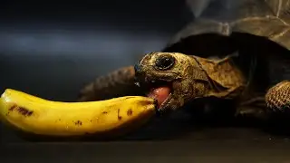 ASMR Turtle Eating Banana Mukbang 🐢🍌