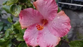 Beautiful hibiscus flowers blooming in my garden 🌸 ♥️ #hibiscus #flowers #garden #viral #youtube 