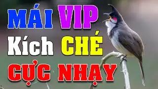 chao mao mai C&Aacute;CH K&Iacute;CH LỬA CH&Agrave;O M&Agrave;O SỔ BỌNG H&Oacute;T CH&Eacute; #ch&agrave;om&agrave;oh&oacute;t#Shorts