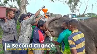 Miracle Escape! A Second Chance: A Year Later with the Rescued Elephant  | The Wild Elephant
