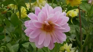 UNIQUE GARDENS AND FLOWERS