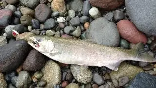 carbon river coho