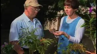 How To Identify Garden Pests On Your Plants & Trees
