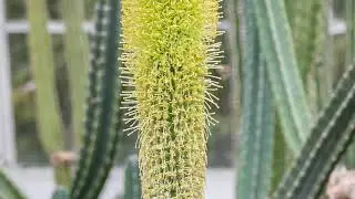 Bloom of the Agave titanota