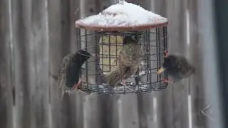 Stokes Select anti squirrel feeder Part 2