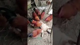 Chicken pulling ticks and fleas off dog! #shorts, animal kindness, shorts beta animals