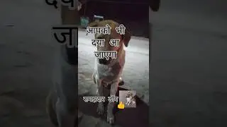 मासूम सा डॉग 😊#viral dog #new video   #video viral