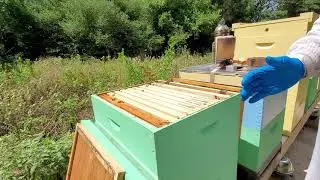 Two week follow up on BetterComb reinforced with wire