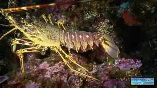Trésors sous-marins de Corse 2012