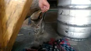 'Khmer cat' - funny cat video in Cambodia dance