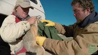 Swift Fox Research, The Fox Finders