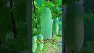 #garden #ecofriendly #tomatogarden #farming #vegetablegarden