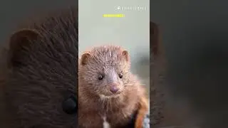 These 5 Mink Facts Are WILD!       #AmericanMink #MinkFacts #Wildlife #NatureShorts #InvasiveSpecies