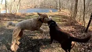 Dog Hiking Adventures with Alfie, Goofy, and Bruce on 11/24