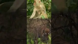 Tiger Attack in Baby Monkey😭😭😭#Shortsvideo
