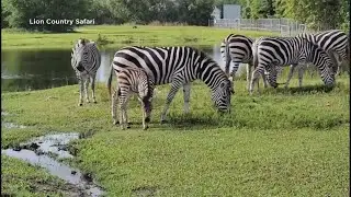 Bright Spot: New zebra at Florida zoo