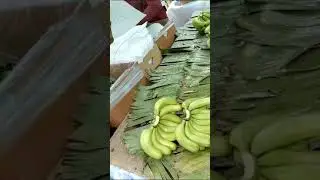 G9 Cavendish Green Banana for Export contact +91 9011268328 #bananaexport #exportimport #import