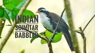 Indian Scimitar Babbler,  &nbsp;(Pomatorhinus horsfieldii)