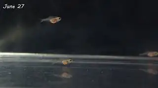 Glow Light Tetra Fry Growing Time Lapse