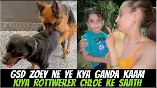 German Shepherd Zoey Ne Kari Bohot Gandi Harkat: Rottweiler Chloe Ke Saath Galat Kaam Kiya