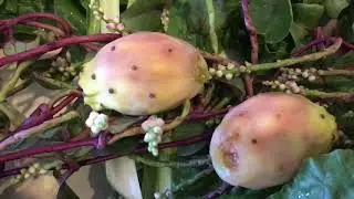 Juicing with my homegrown fruits and veggies in my Las Vegas tropical garden