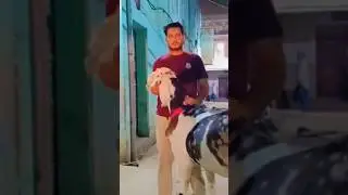 TIPU by Ali Baba Goats Pune | Baba Nawab Hansa | Metro MGF #bakra #goat #shorts