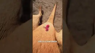 What Happens After A Kangaroo Is Born? 😮
