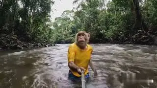 &ldquo;Affe zieht in die Stadt 🐒 | Lustiger Monkey Vlog #Shorts