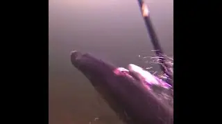 Spearing a northern pike
