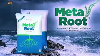 Coromandel Metaroot | Biostimulant | Sargassum Tenerrimum 2% Granular -Seaweed Extract