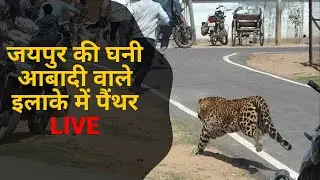 Jaipur की घनी आबादी में पैंथर, Panther Rescue Operation LIVE