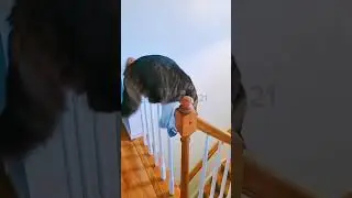 funny #cat #cute #love #beautiful #beauty #shortvideo #shorts #viral #cats #catshorts @GabutBet921