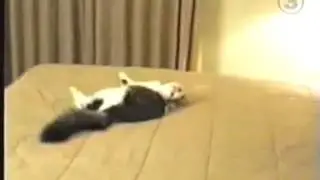 Cat Runs Into Wall [Extended]