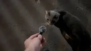 I FINALLY Bought a Microphone! 